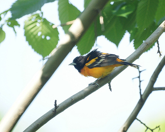 Baltimore Oriole, Central Park