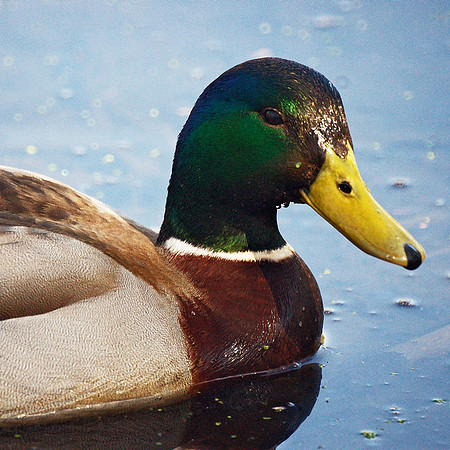 mallard