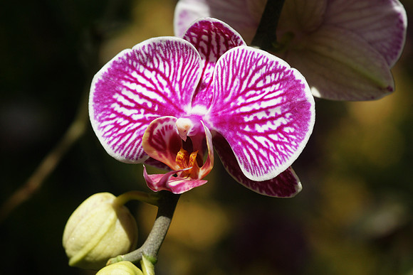 Phalaenopsis