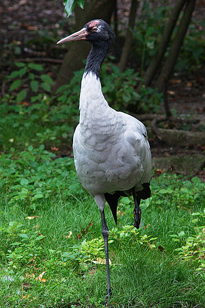 Black-Necked Crane, Bronx Zoo