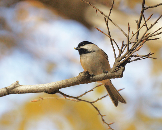 Black-Capped Chickadee, Central Park
