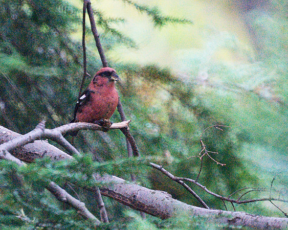 White-Winged Crossbill, Central Park