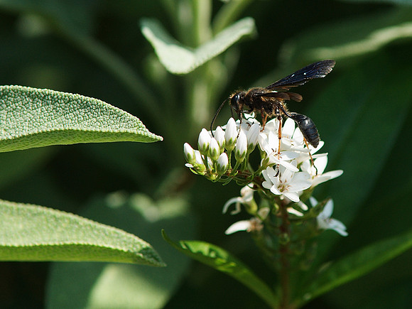 grim pollinator