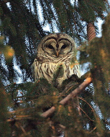 Barred Owl, Central Park