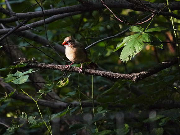 Juvenile cardinal, Central Park