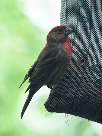 House Finch
