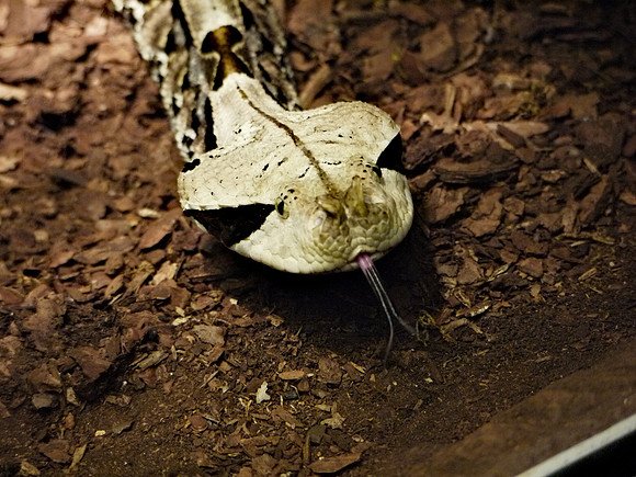 Gabon viper, Museum of Natural History