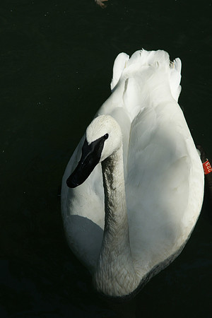 Swan, Queens Zoo