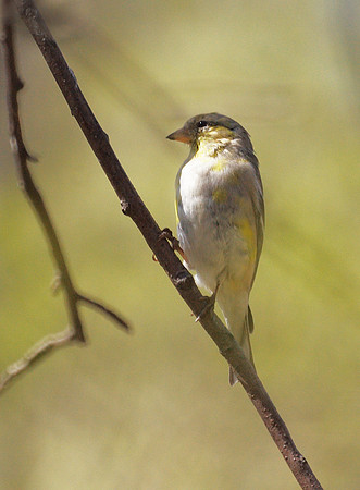 American Goldfinch, Central Park