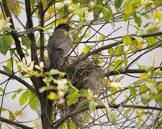 American Robin on nest, Central Park