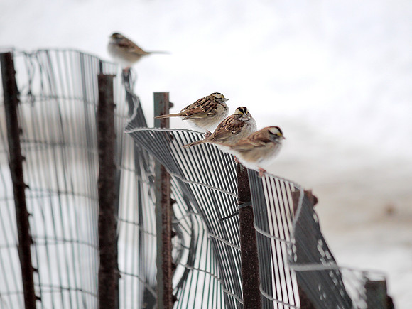 White-Throated Sparrows, Central Park