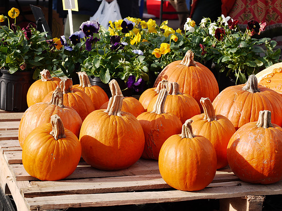 Pumpkins and Flowers, Union Square Greenmarket