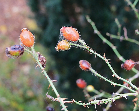 berries and webs