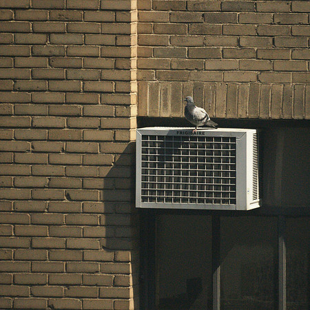 Pigeon, Frigidaire