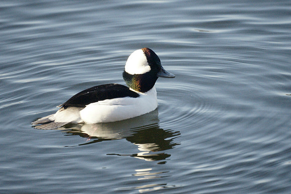 Bufflehead, Central Park Reservoir