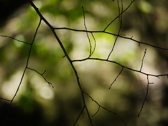 Branches, Central Park