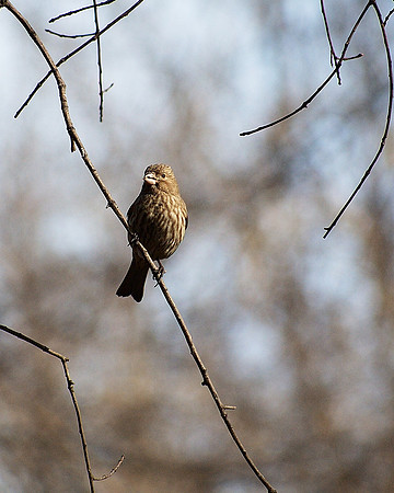 House Finch