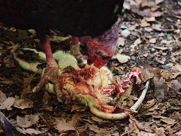 Turkey Vulture having lunch, Queens Zoo