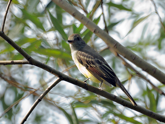Great Crested Flycatcher, Central Park