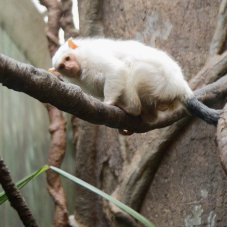 Silvery Marmoset