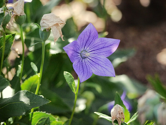 Carl Schurz Park