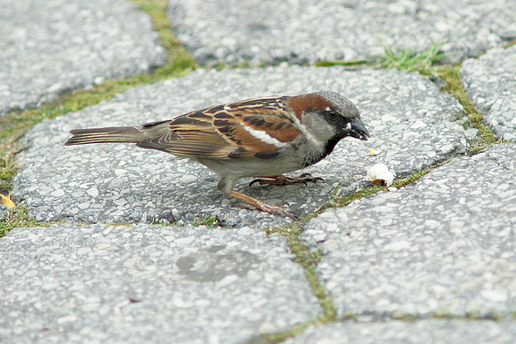 Sparrow with popcorn