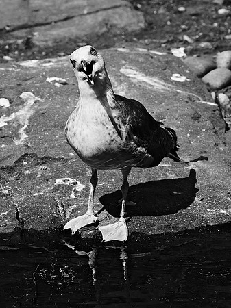 gull, able