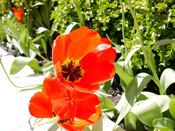 Tulips, Gracie Mews
