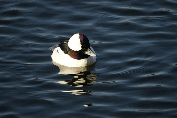 Bufflehead, Central Park Reservoir