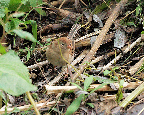 Field Sparrow, Central Park