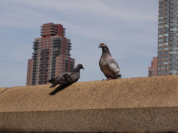 Pigeons, Hell's Kitchen