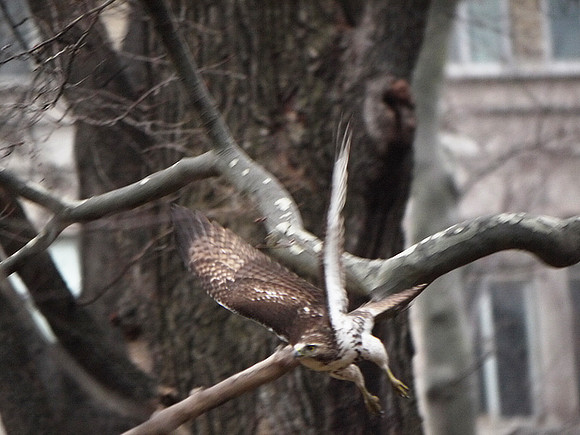 Hawk drops off