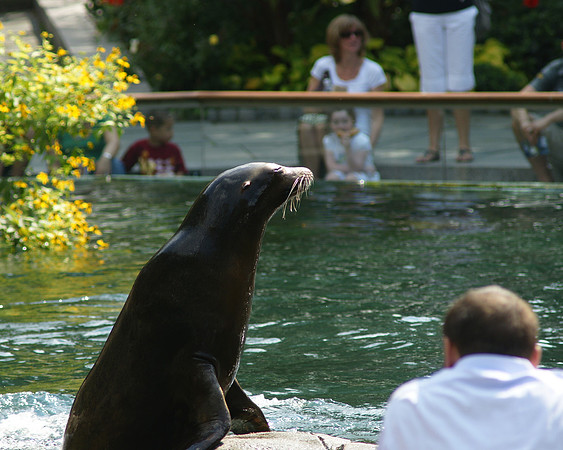 Smug sea-lion