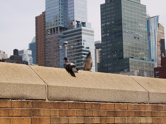 Pigeons, Hell's Kitchen