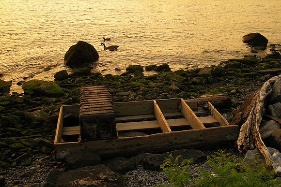 swan, cygnet , Hudson River shore debris