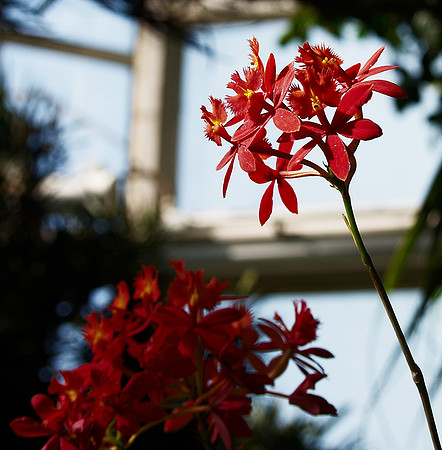 Framed Orchid