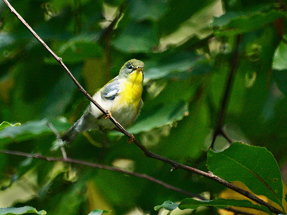 Northern Parula, Central Park