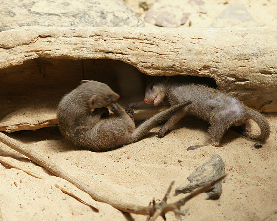 Dwarf Mongooses, Central Park Zoo