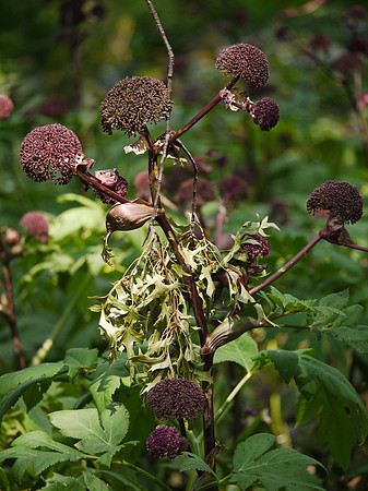Brooklyn Botanic Garden