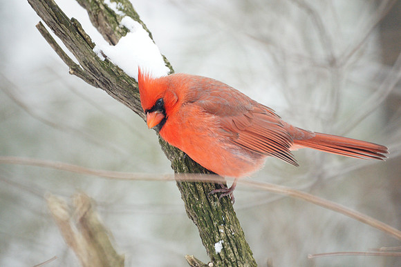 Cardinal, Central Park