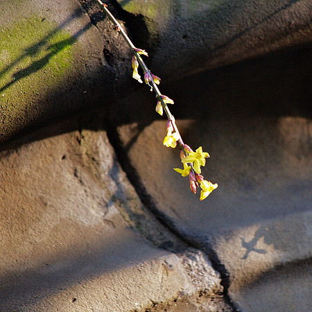 Winter morning, Winterdale Arch, Central Park