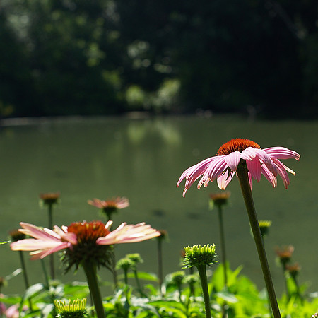 at the pond