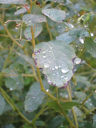 After rain