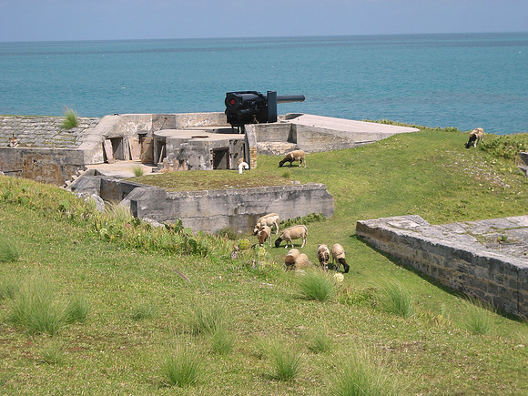 Sheep Battery
