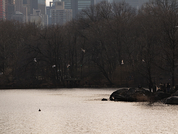 Central Park Lake