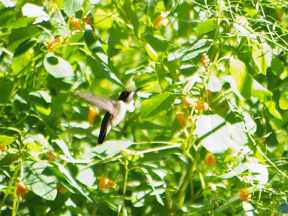 Hummingbird, Central Park