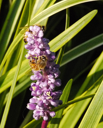 Bees and salvia