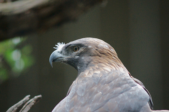 Keen gaze