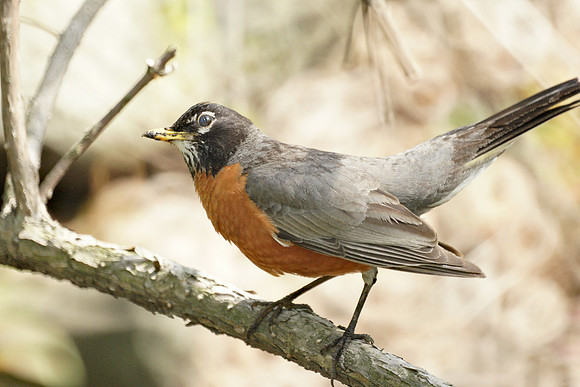 American Robin, Central Park