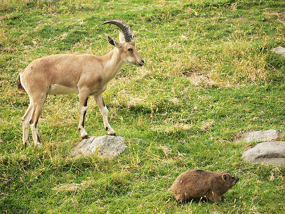 Ibex, Hyrax, Bronx Zoo